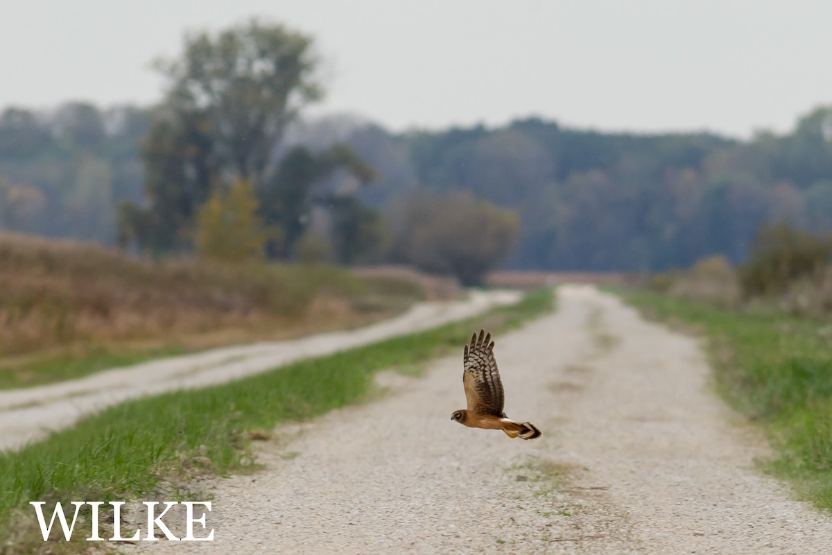 Northern Harrier - ML36891931