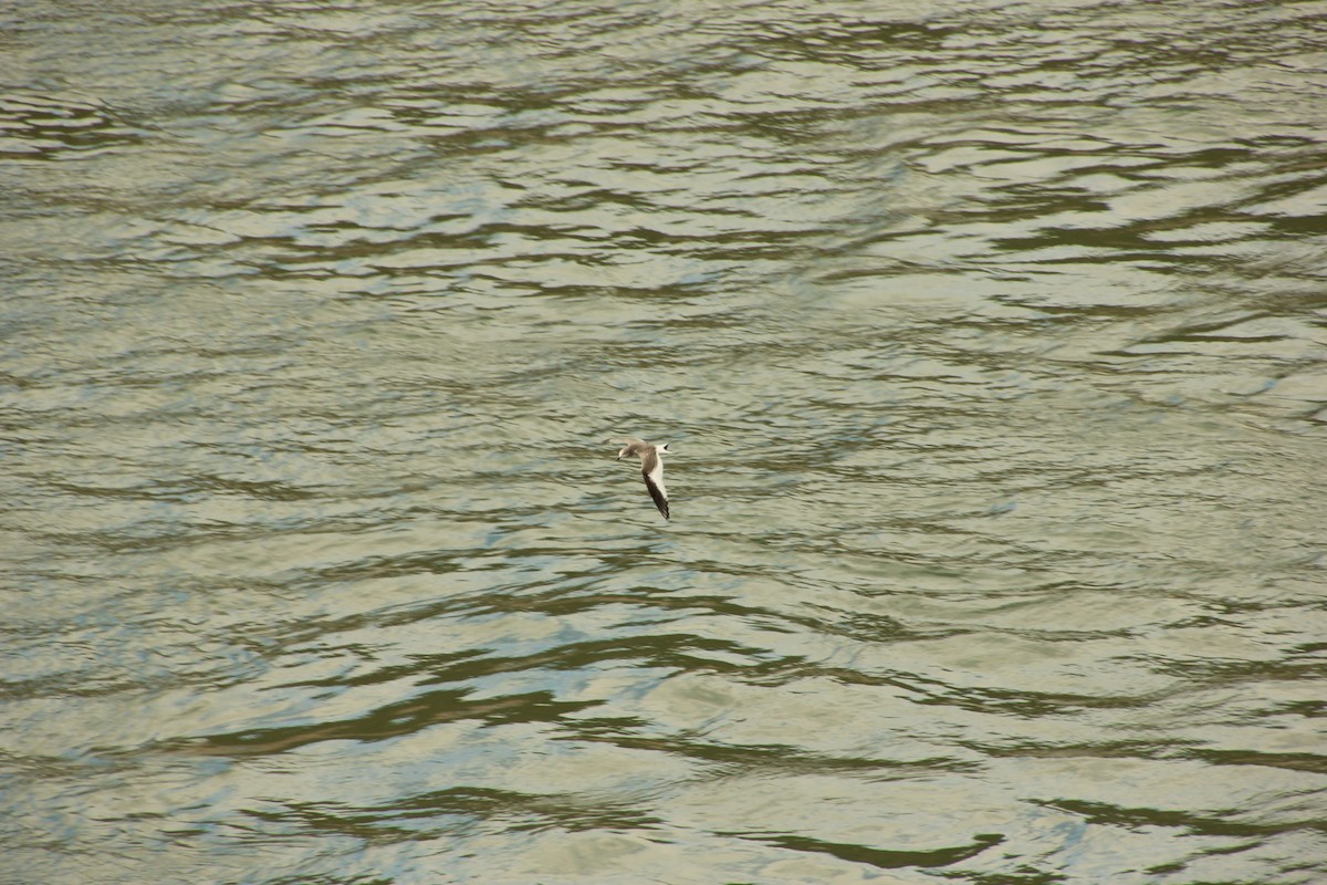 Sabine's Gull - ML368920131