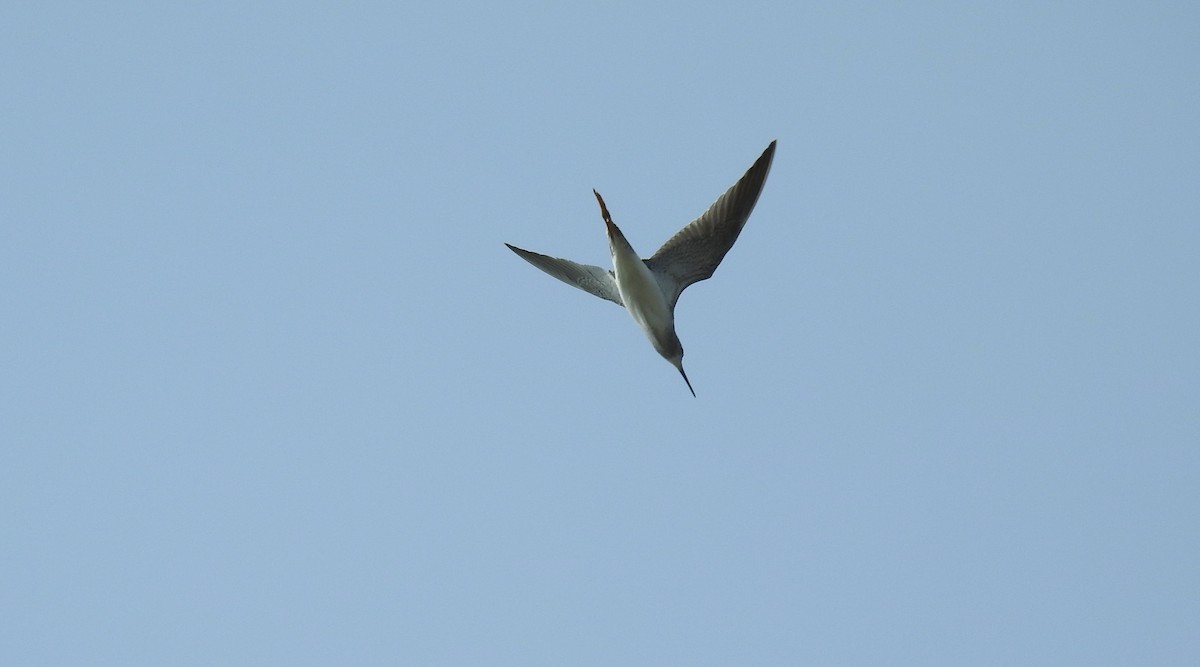 Lesser Yellowlegs - ML368920151