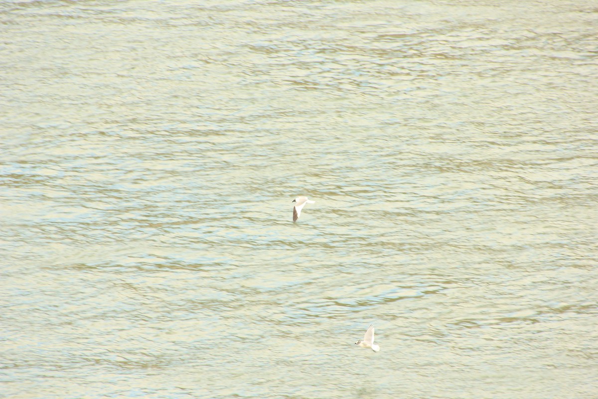 Sabine's Gull - ML368920251