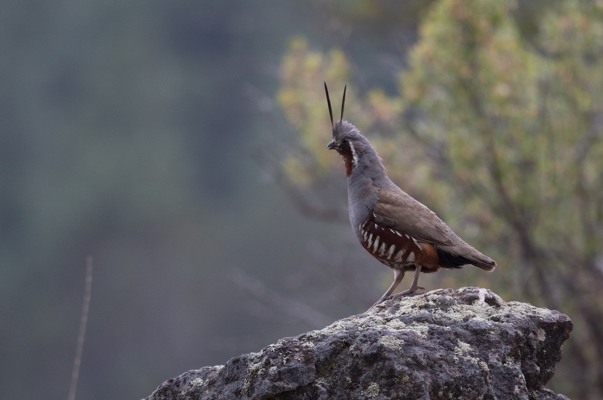 Mountain Quail - Ken Chamberlain
