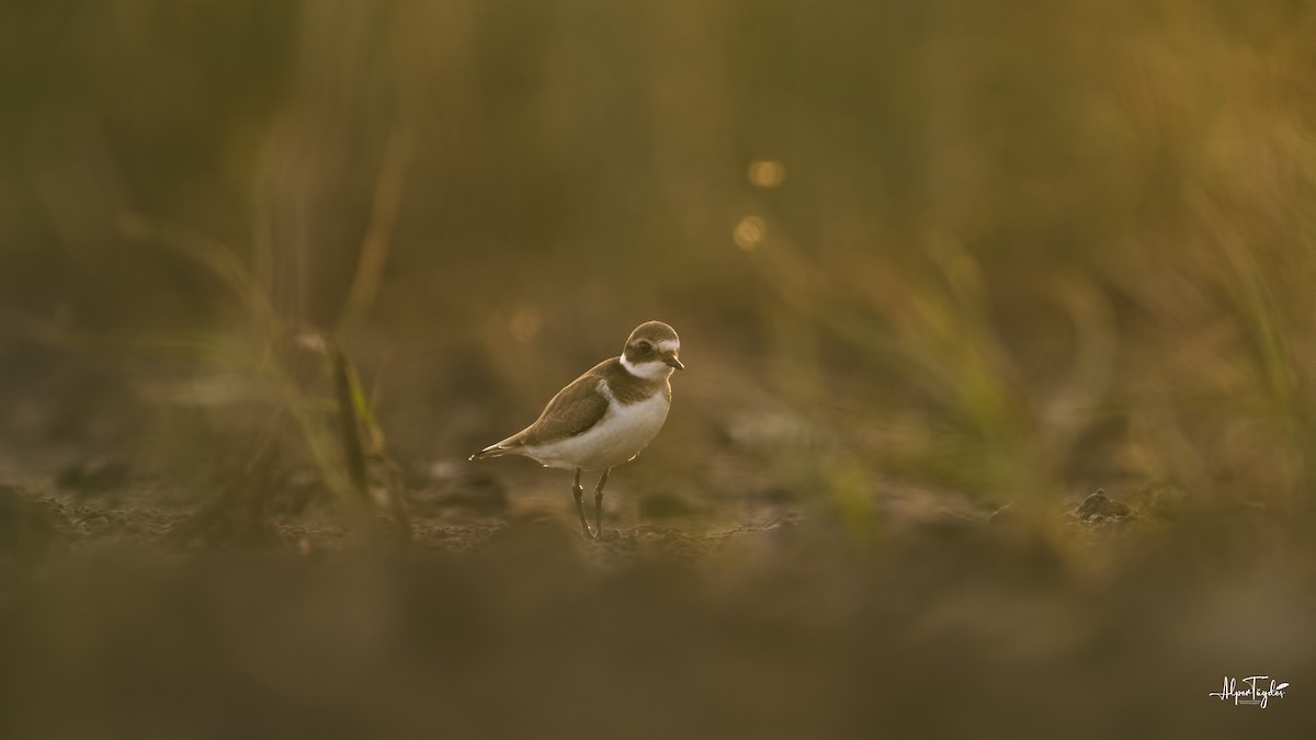 Common Ringed Plover - ML368920471