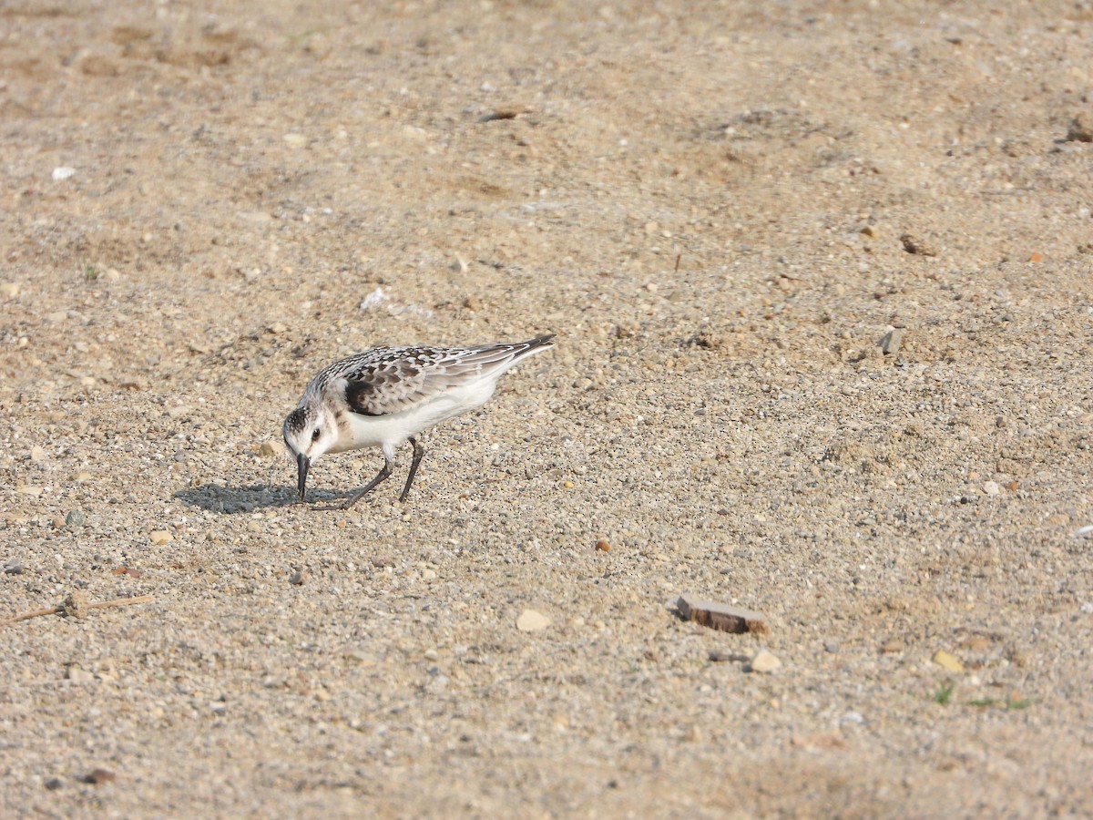 Sanderling - Rick Luehrs