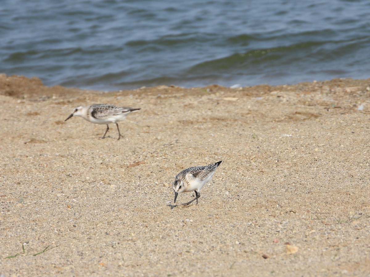 Sanderling - ML368921681