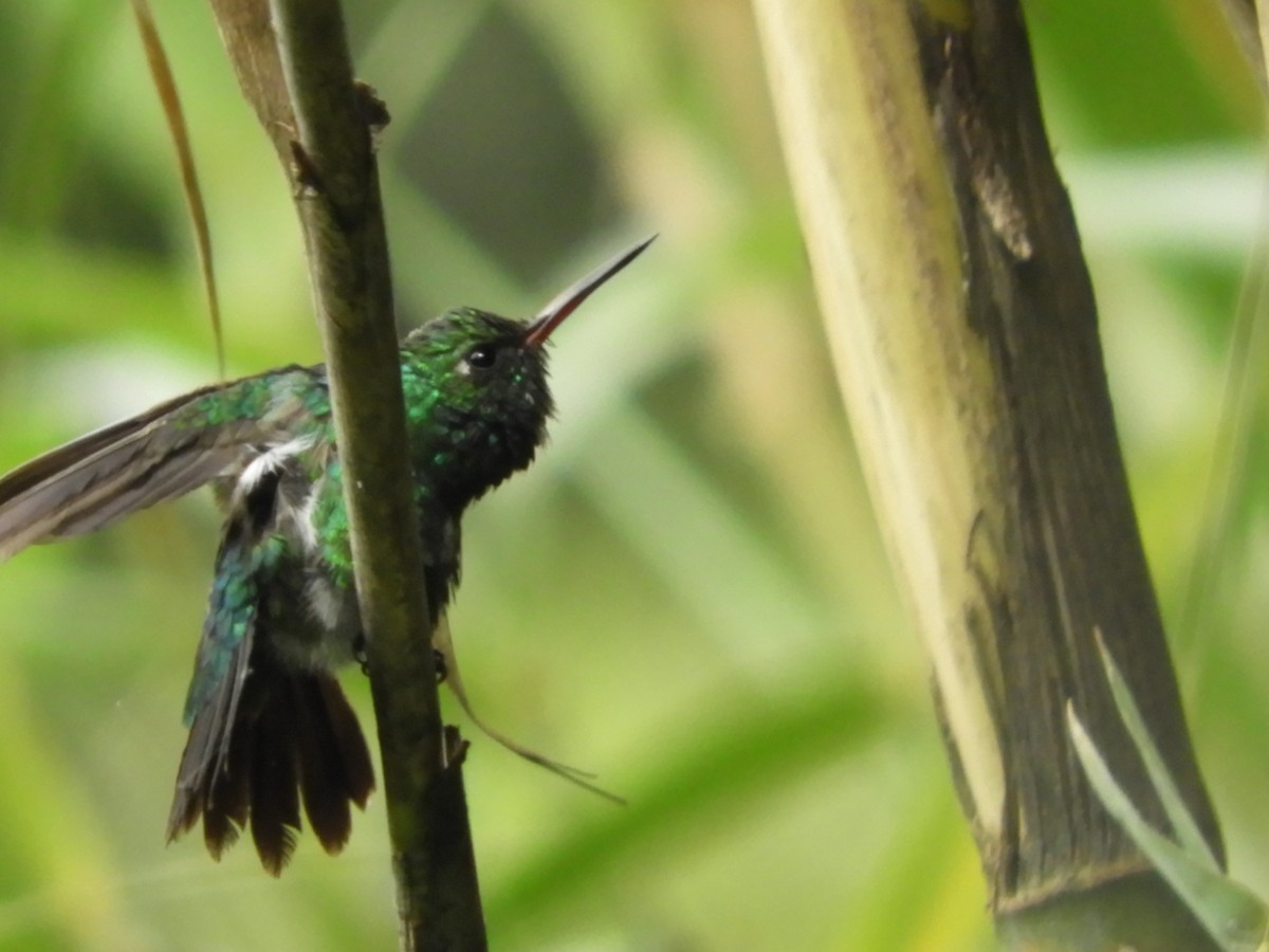 Canivet's Emerald - ML368923711