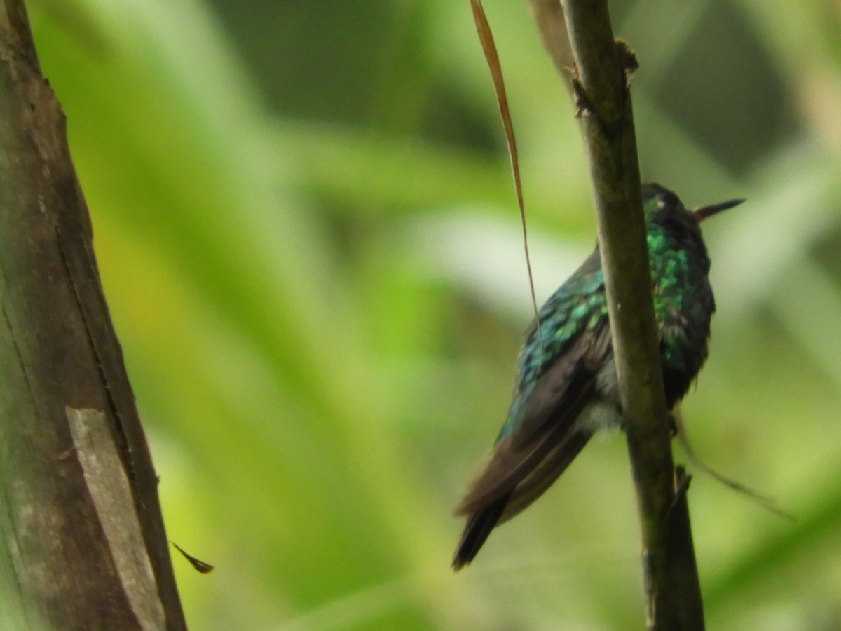 Canivet's Emerald - María Eugenia Paredes Sánchez