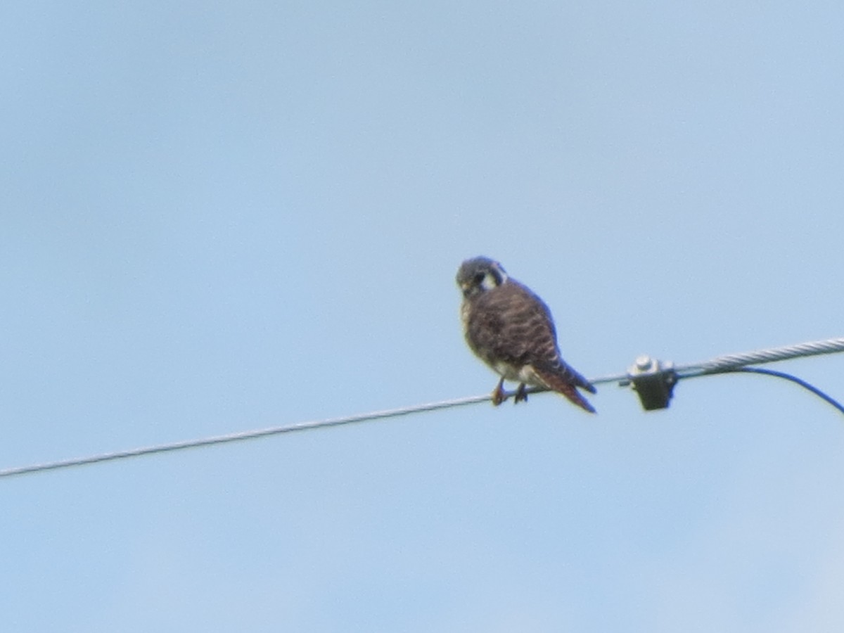 American Kestrel - ML36892491