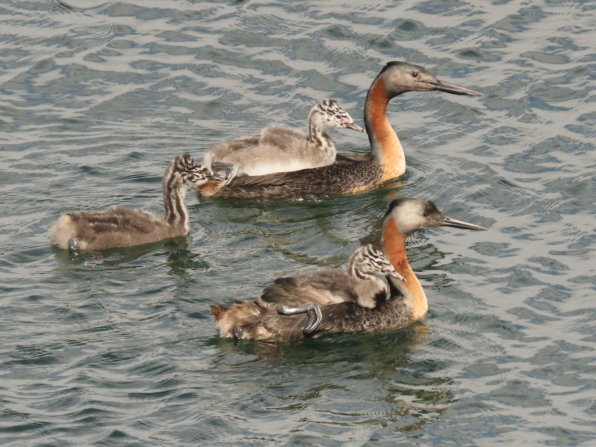 Great Grebe - ML368925441