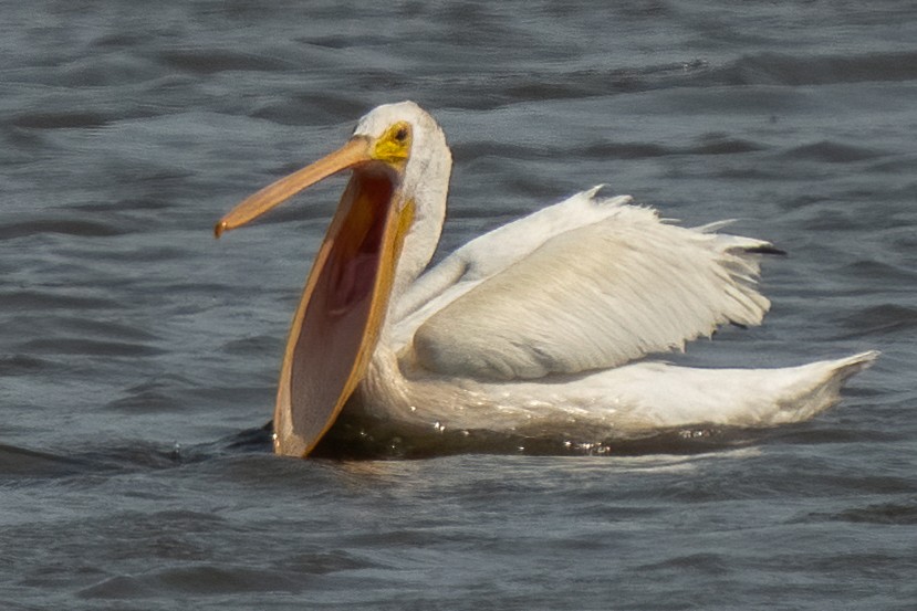 American White Pelican - ML368925701