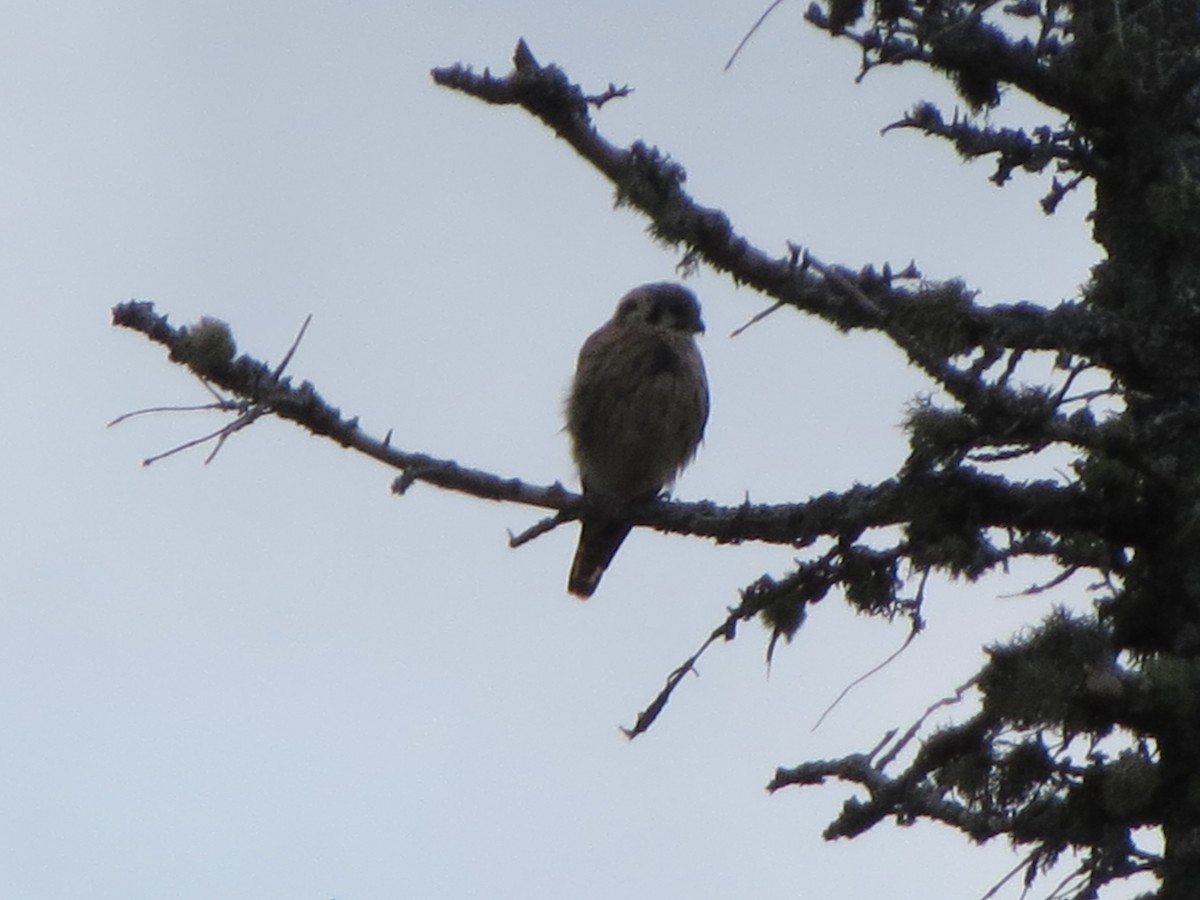 American Kestrel - ML36892571