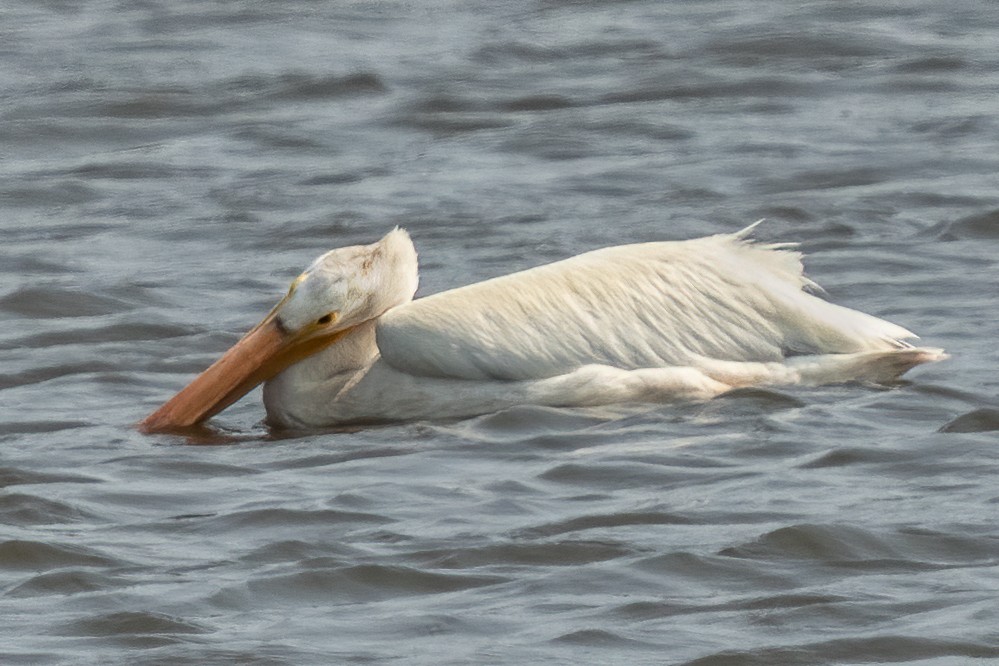 American White Pelican - ML368925711