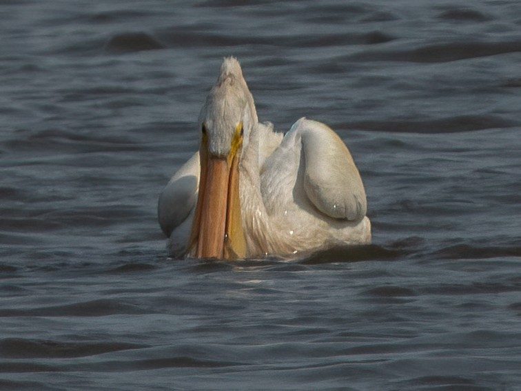 pelikán severoamerický - ML368925741
