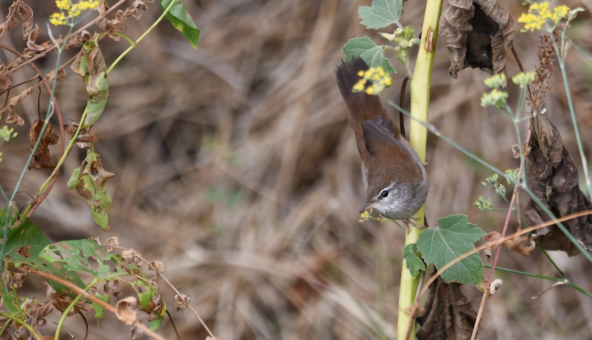 Cetti's Warbler - ML368926461