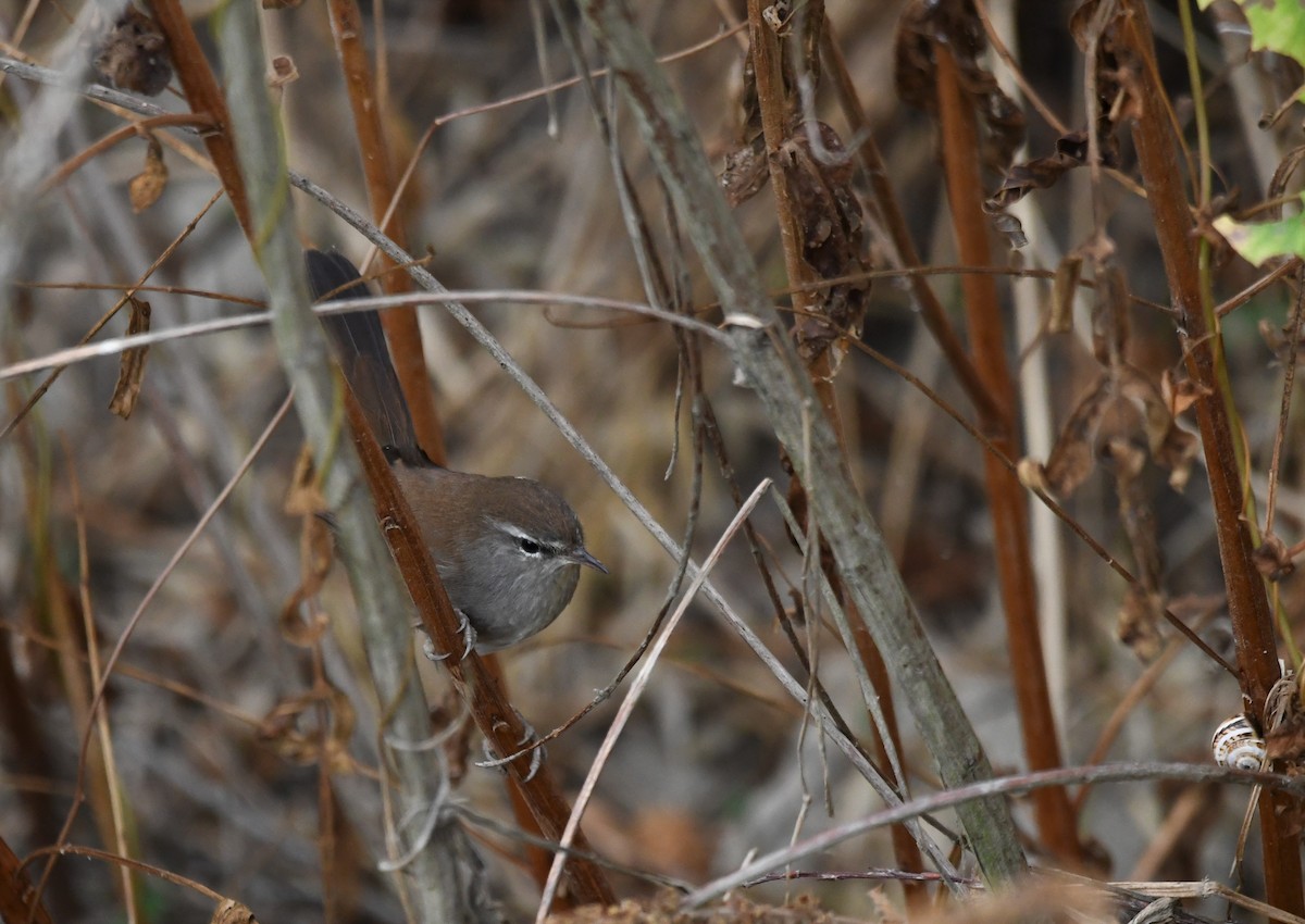 Cetti's Warbler - ML368927081