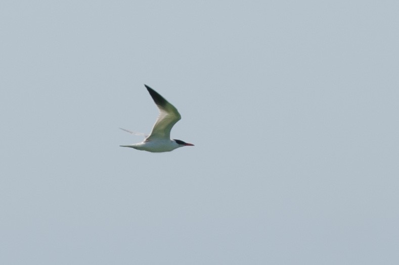 Caspian Tern - Alix d'Entremont