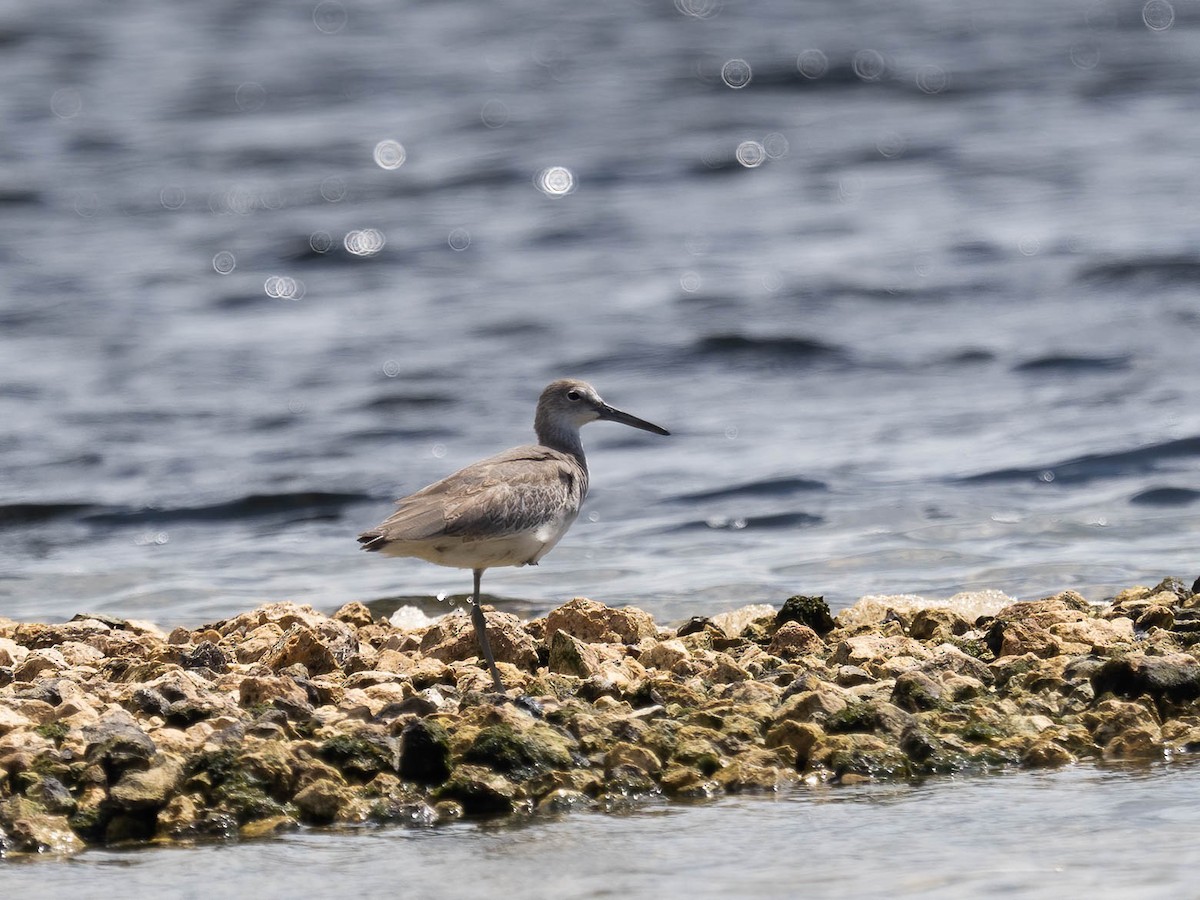 Willet - ML368927621