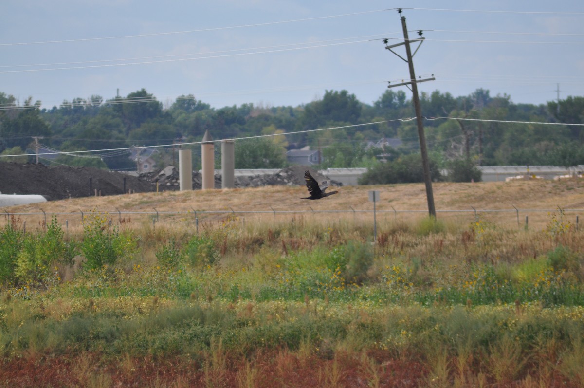 Double-crested Cormorant - ML368927631
