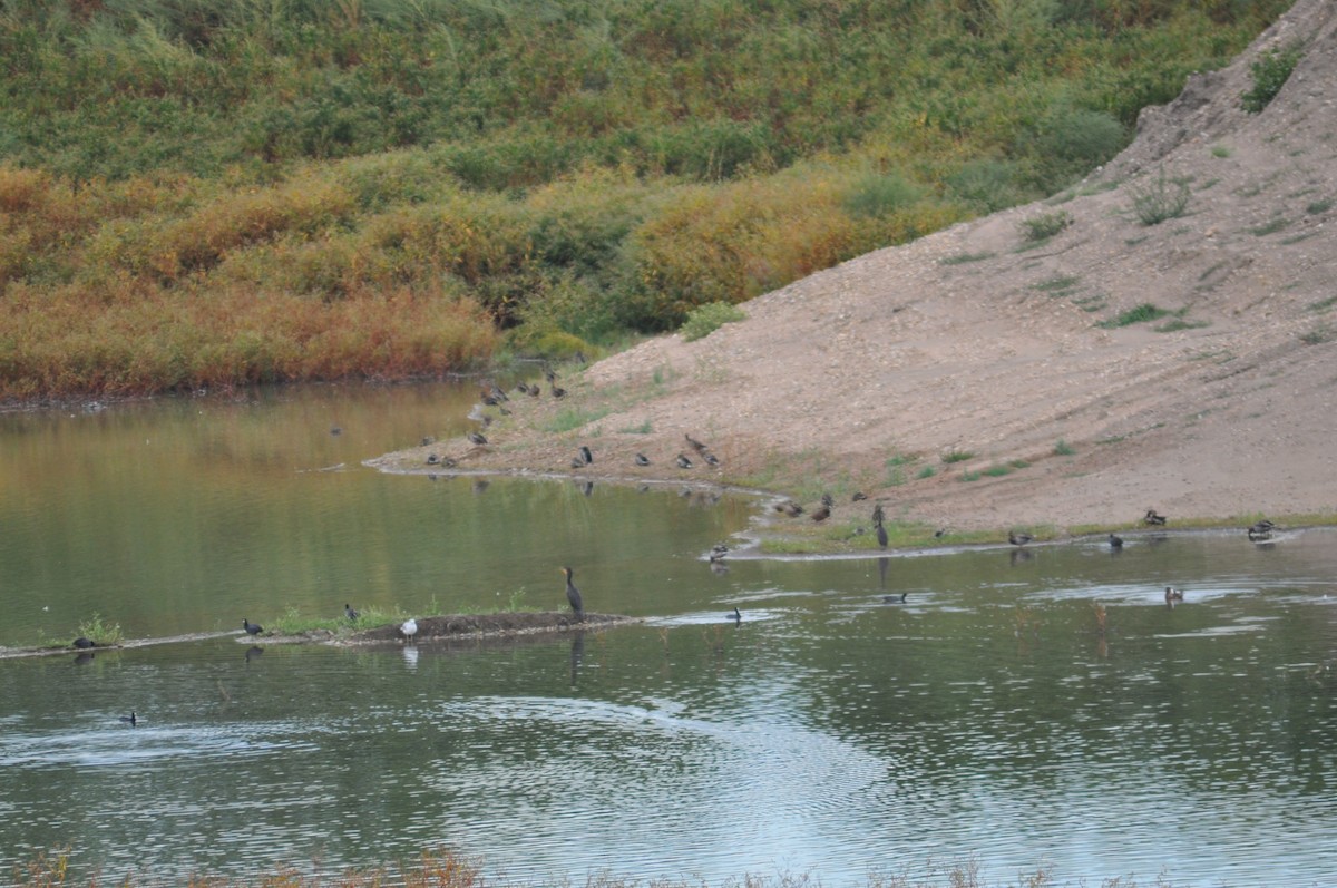 Double-crested Cormorant - ML368927641
