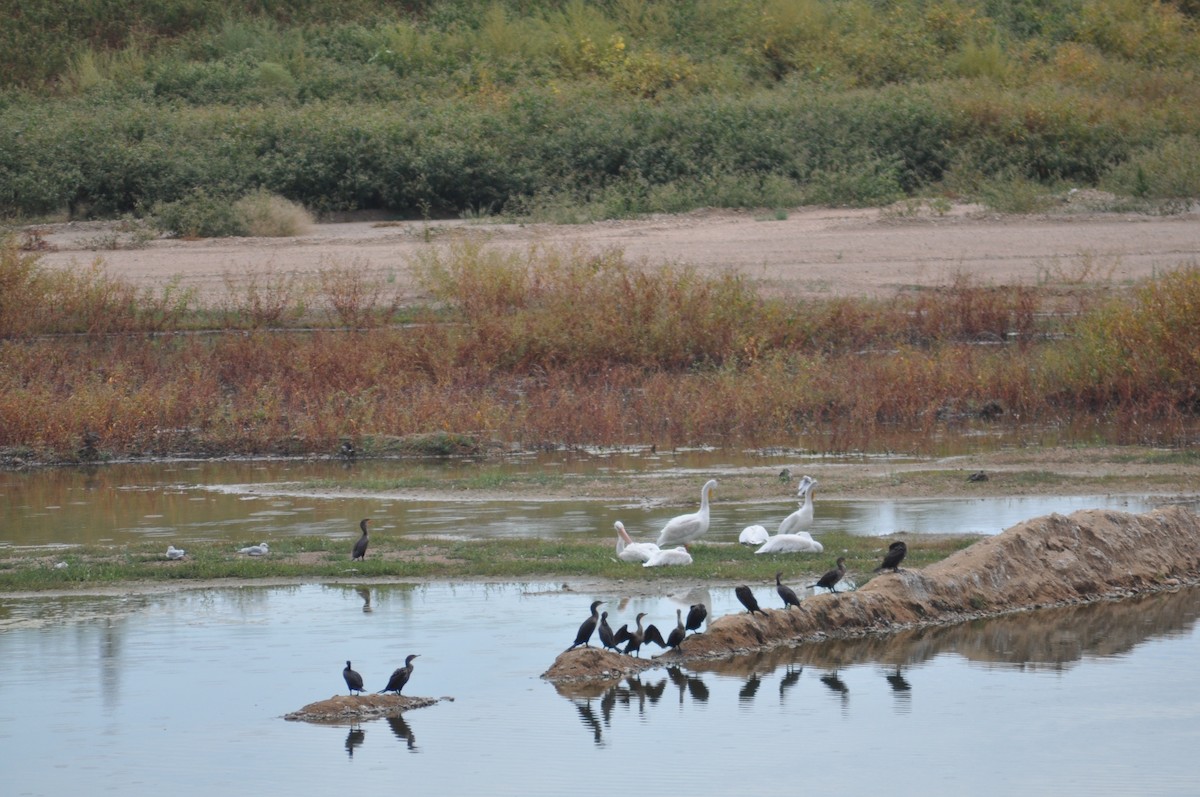 American White Pelican - ML368927671