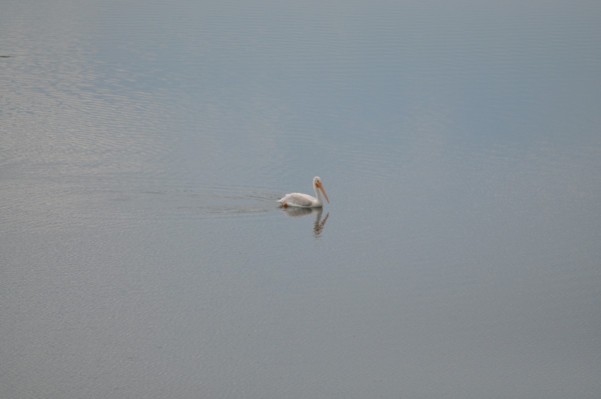 American White Pelican - ML368927731
