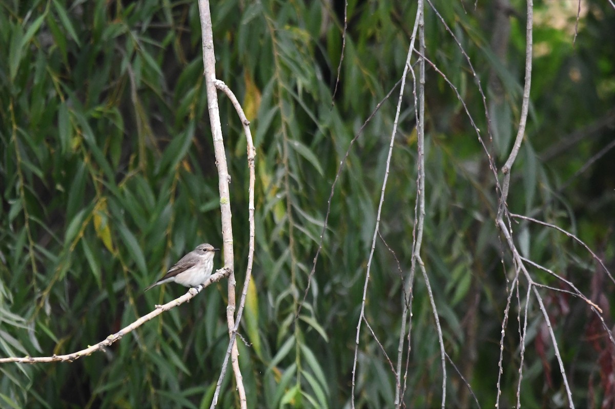 Spotted Flycatcher - ML368927761