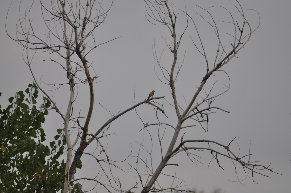 American Kestrel - ML368927821