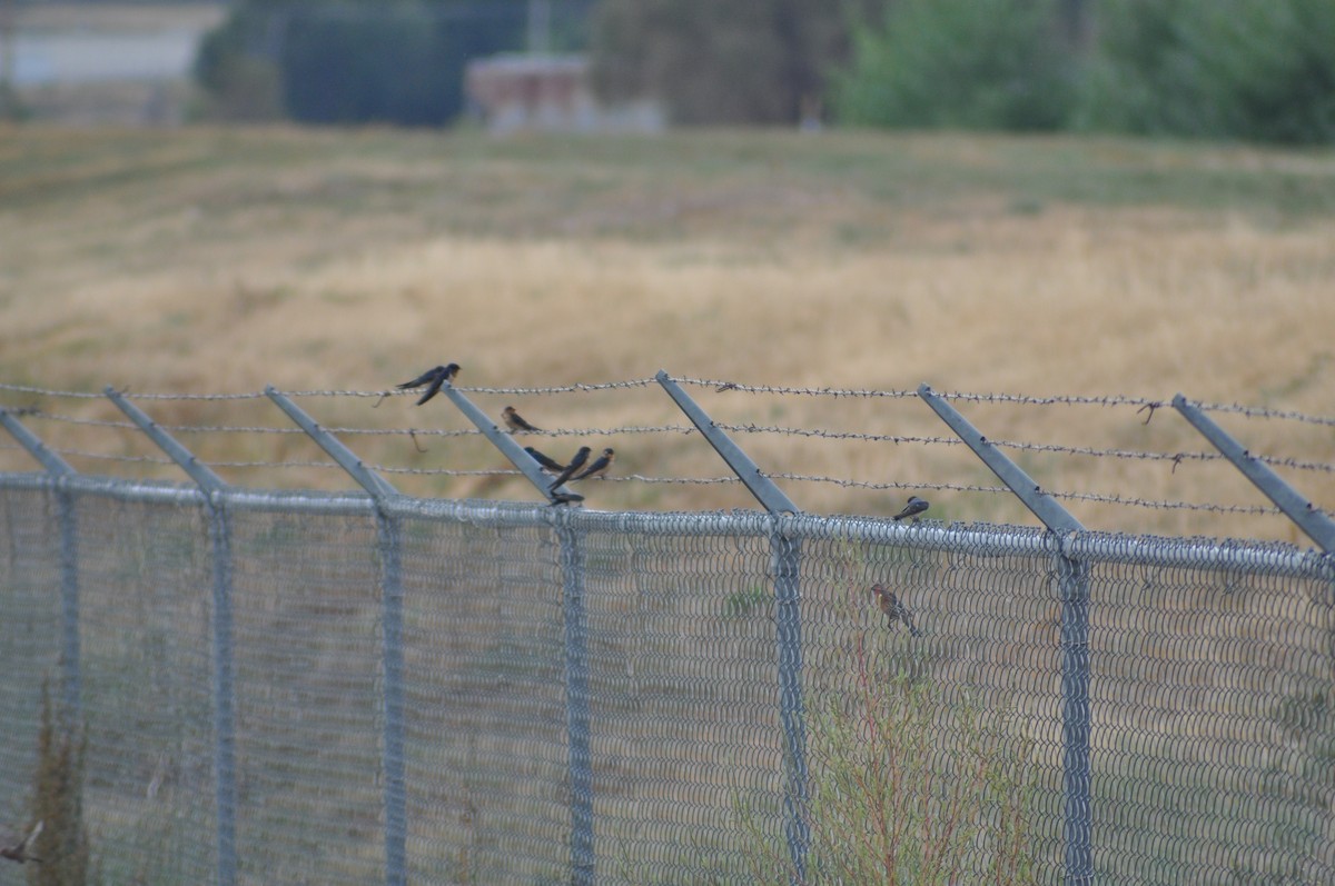 Barn Swallow - ML368927871