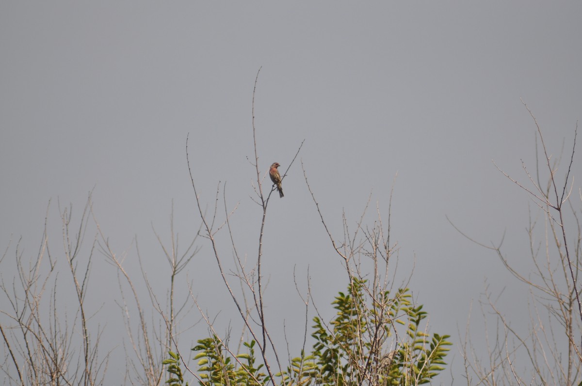 House Finch - ML368927911