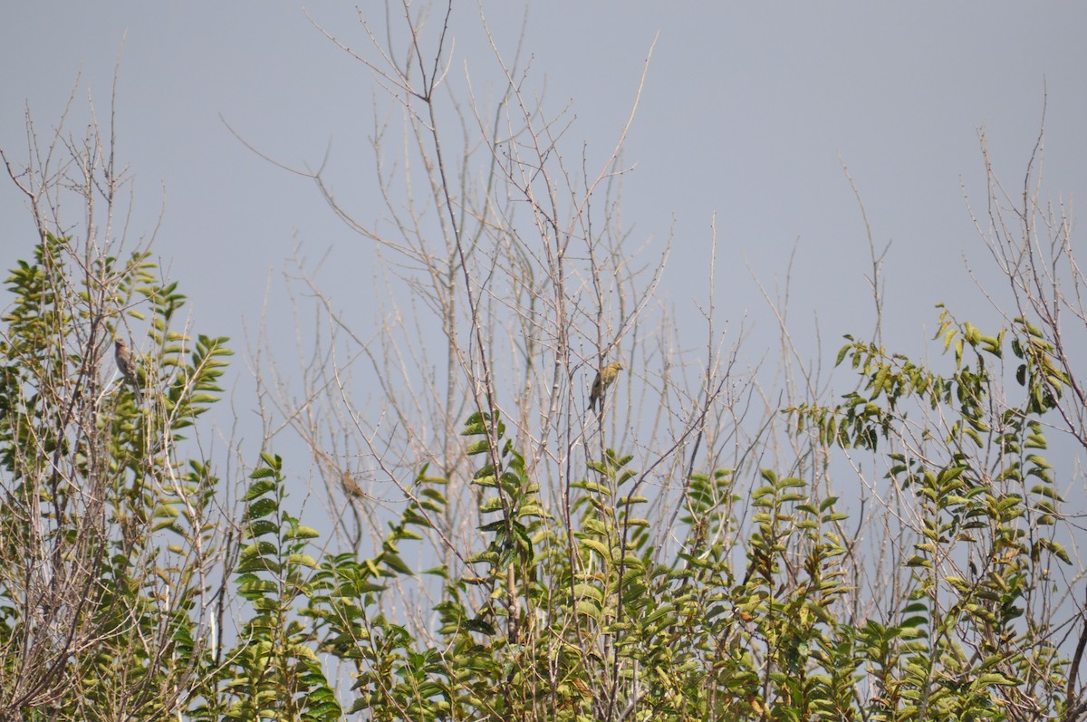 American Goldfinch - ML368927951