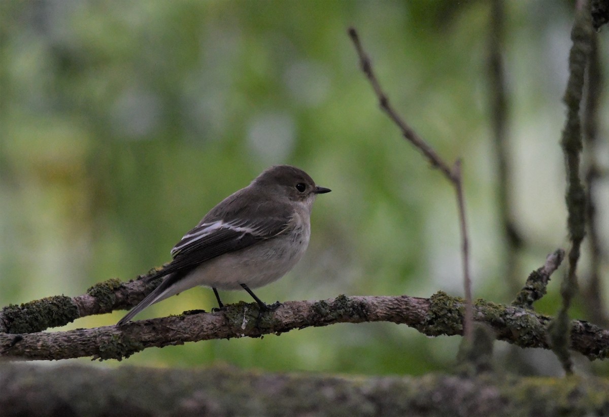 European Pied Flycatcher - ML368928501