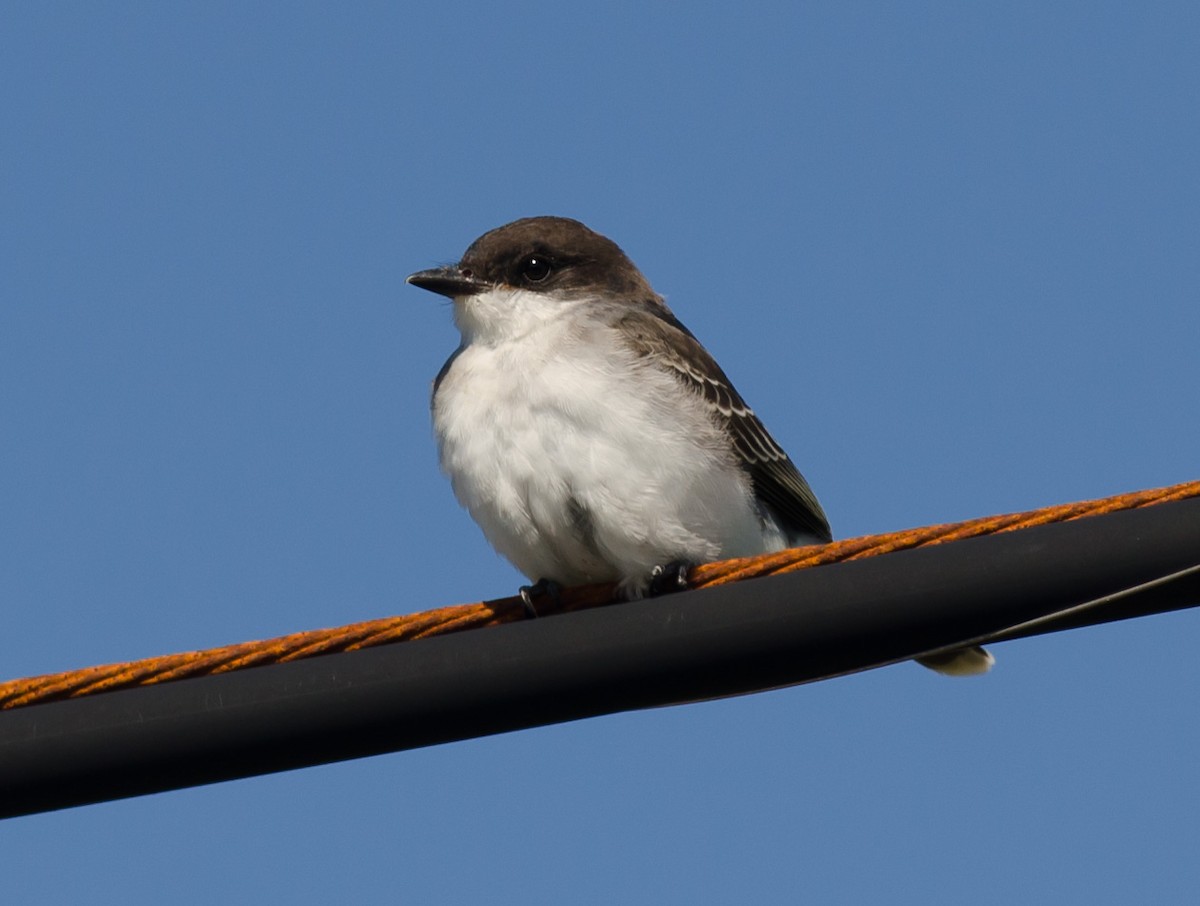 Eastern Kingbird - ML368928611