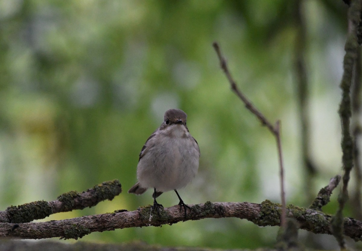 European Pied Flycatcher - ML368928871