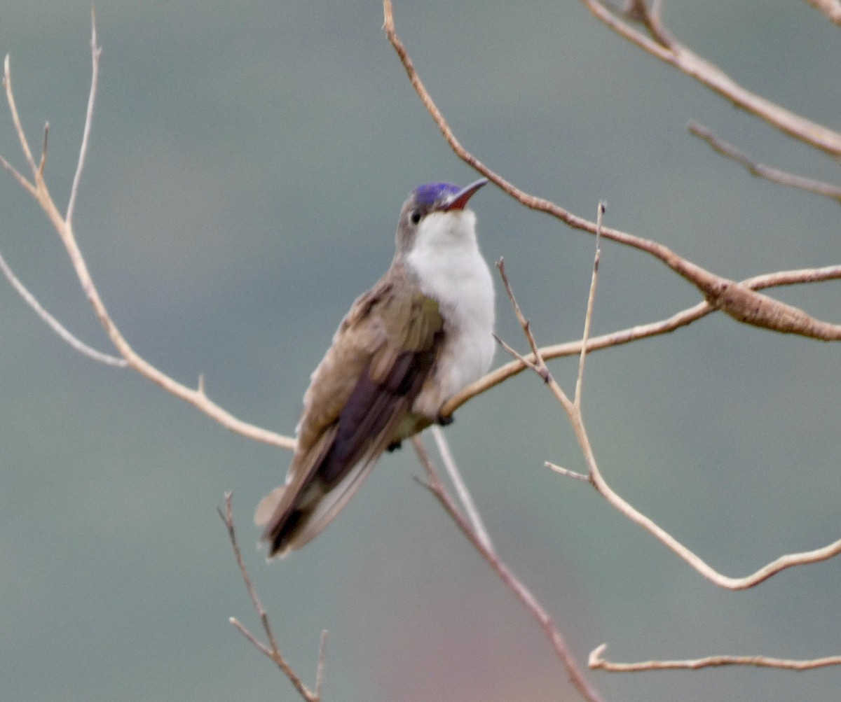 Violet-crowned Hummingbird - Mary Jane Gagnier