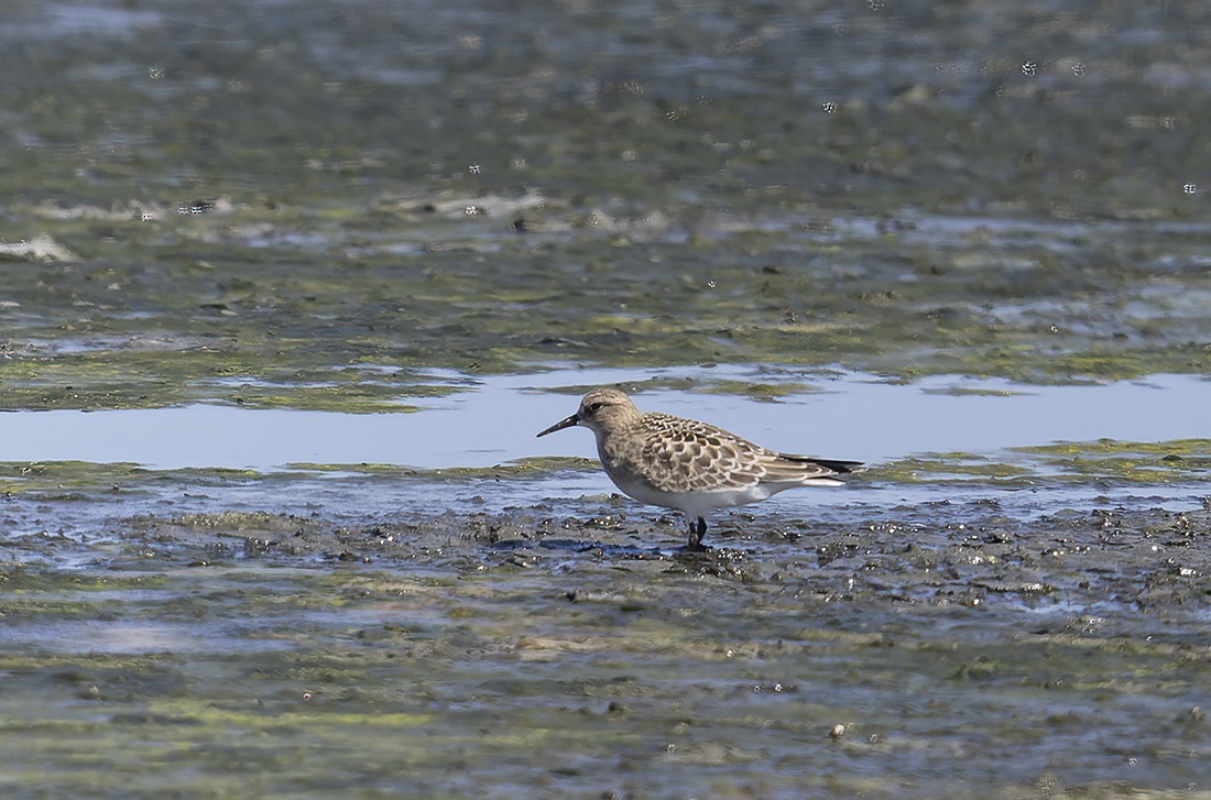 Baird's Sandpiper - Gary Woods