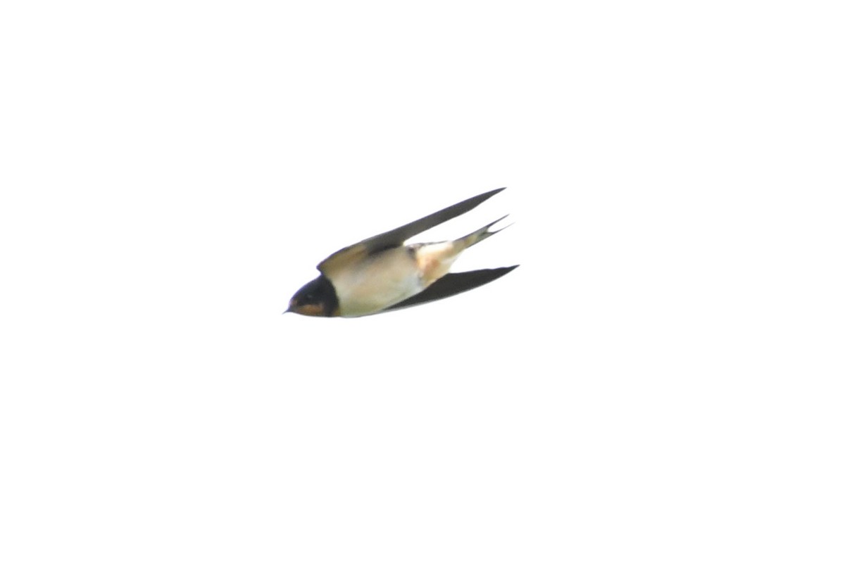 Barn Swallow - ML368933841