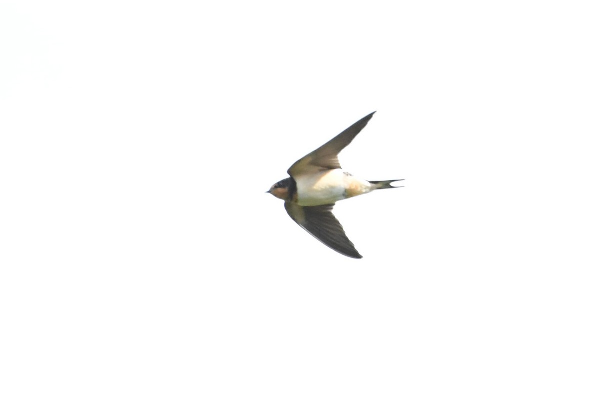Barn Swallow - Barry Blust