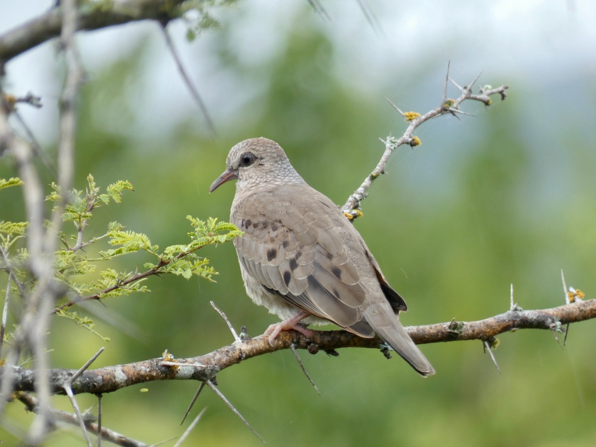 Common Ground Dove - ML368937921