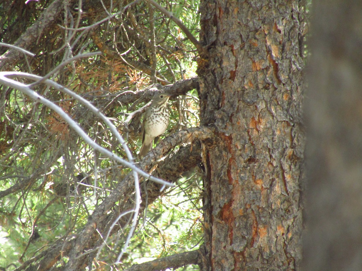 Hermit Thrush - ML368938251