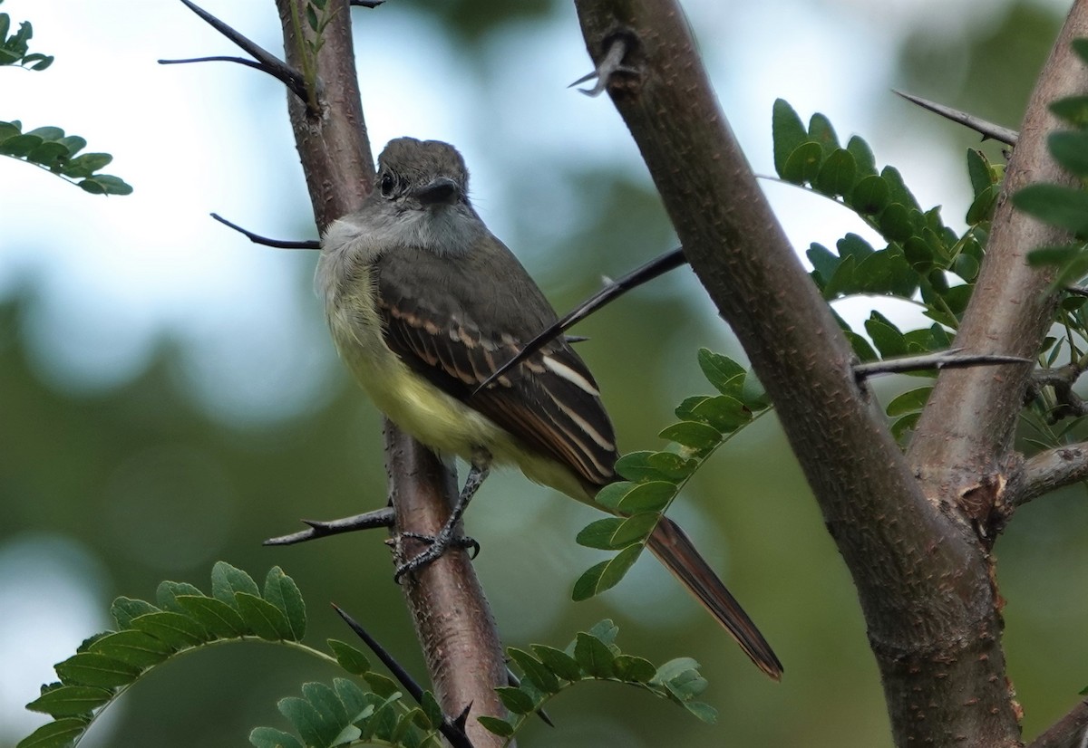 Great Crested Flycatcher - Peter Blancher