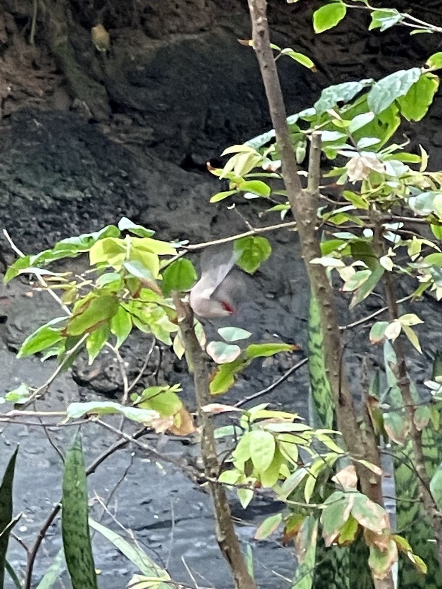 Common Waxbill - ML368940271