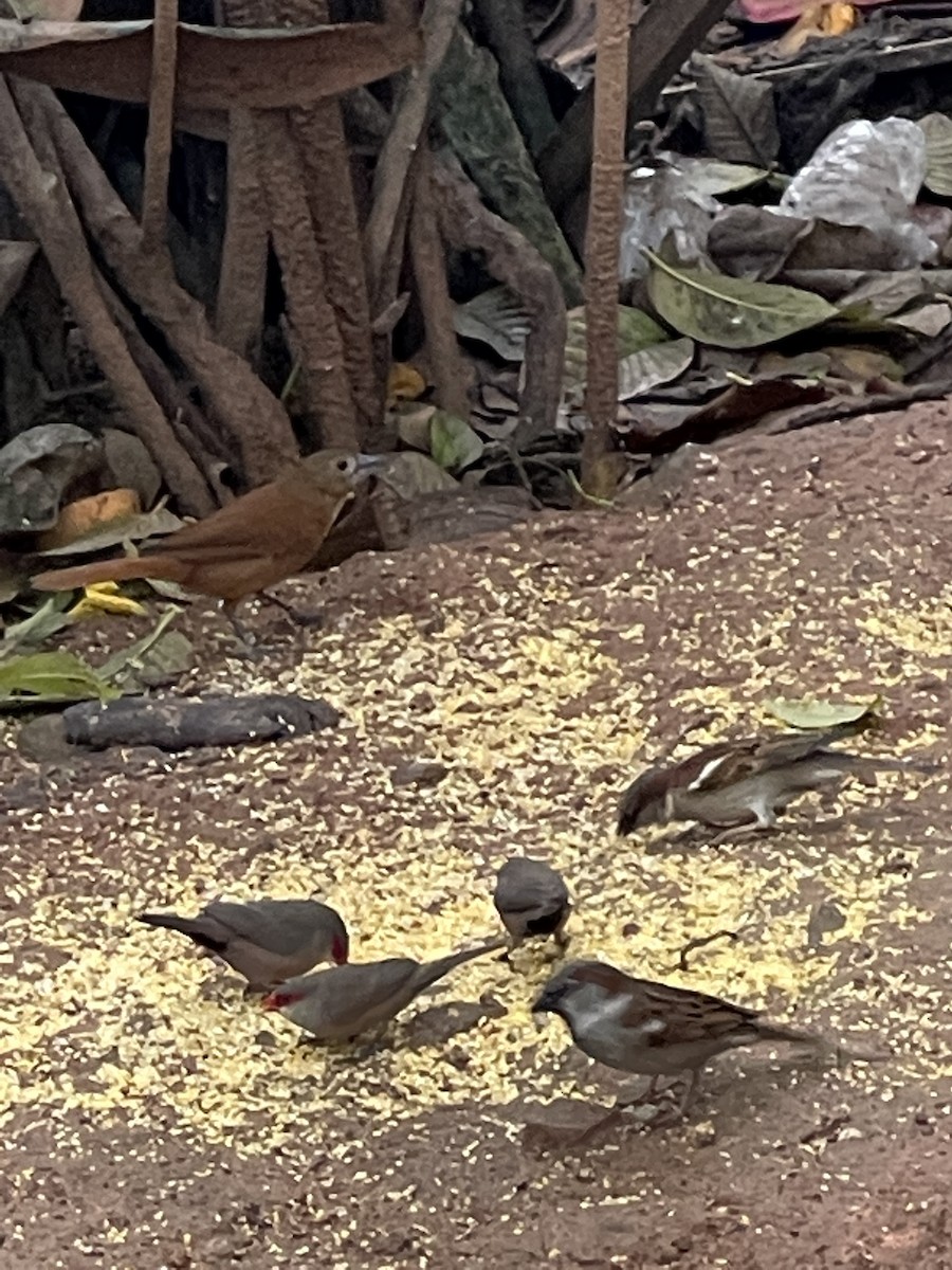 House Sparrow - ML368941051