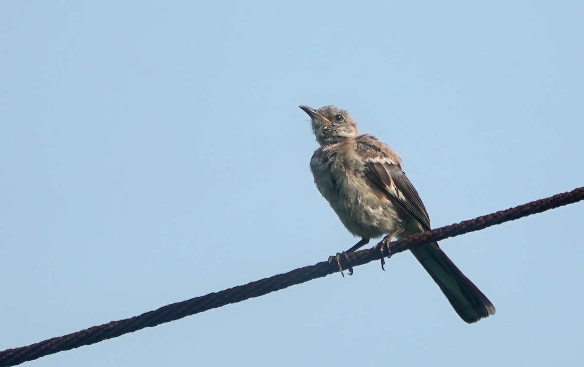 Northern Mockingbird - ML368942821