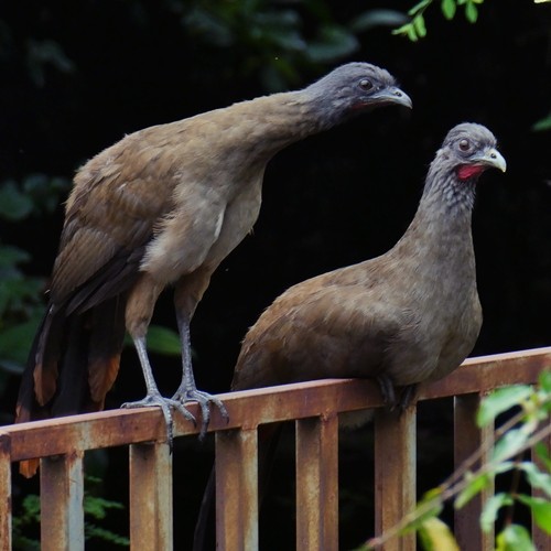 Rufous-vented Chachalaca - ML368944921