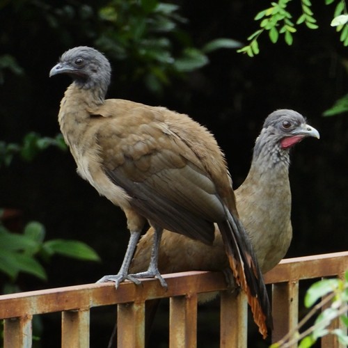 Rufous-vented Chachalaca - ML368944931