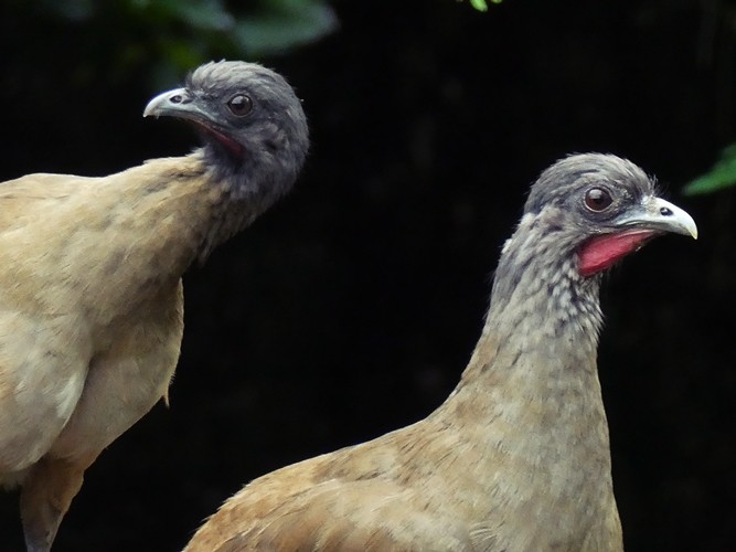 Rufous-vented Chachalaca - ML368944941