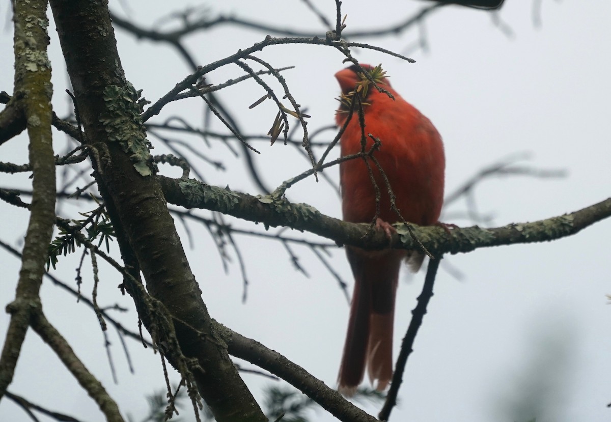 Kırmızı Kardinal - ML368945461