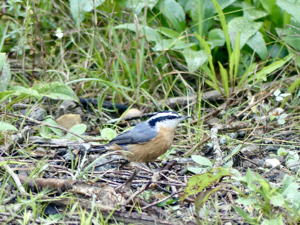 Red-breasted Nuthatch - ML368946501