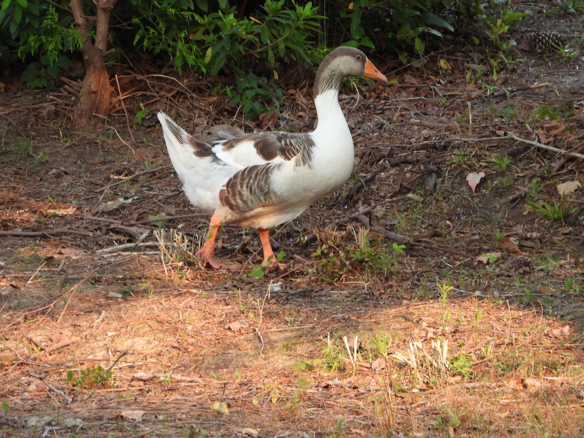 Domestic goose sp. (Domestic type) - ML368947191