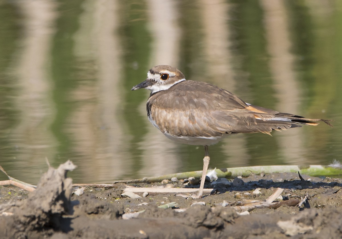 Killdeer - ML368949091