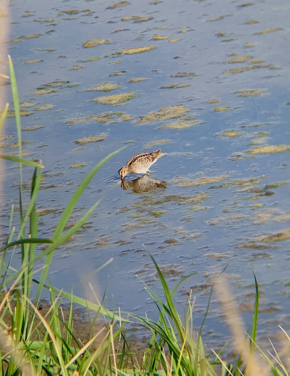 bekasina severoamerická - ML368951741